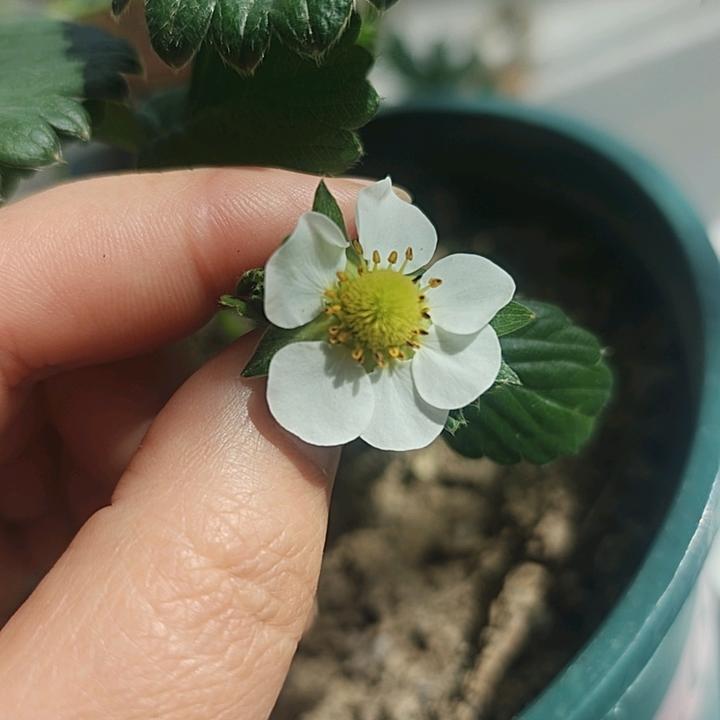 青天揽明月