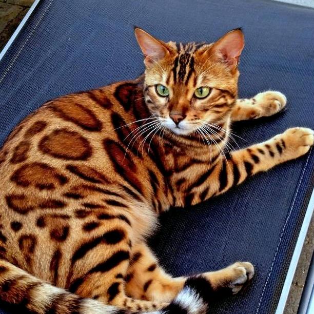 猫好.（高中随机出没版