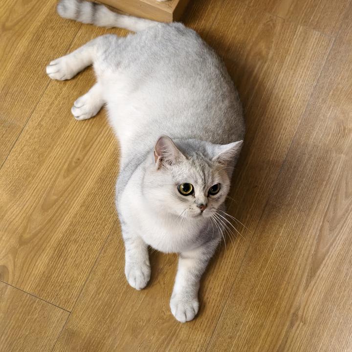 给六条加鸡腿