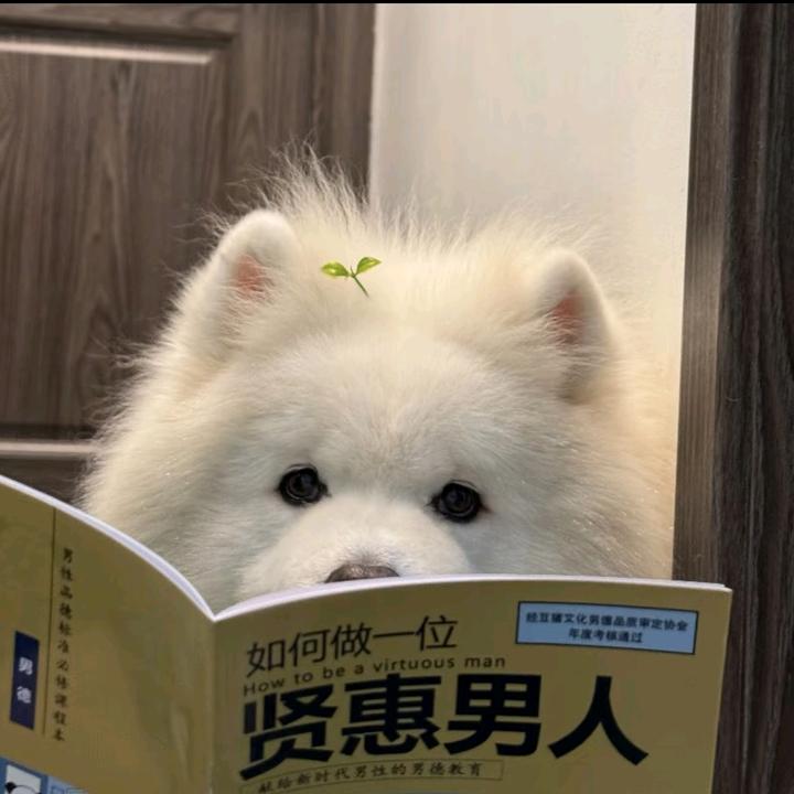 姚小艺