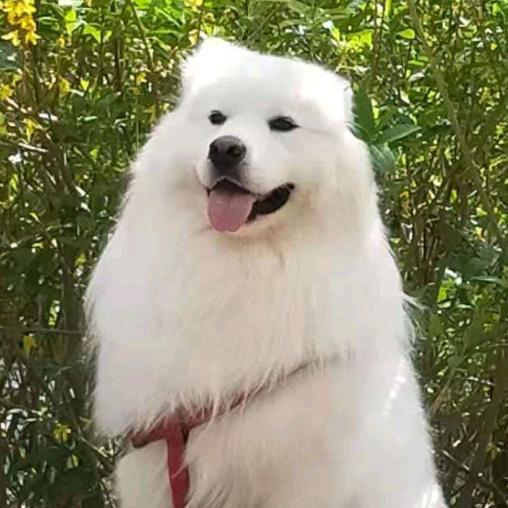 悟空