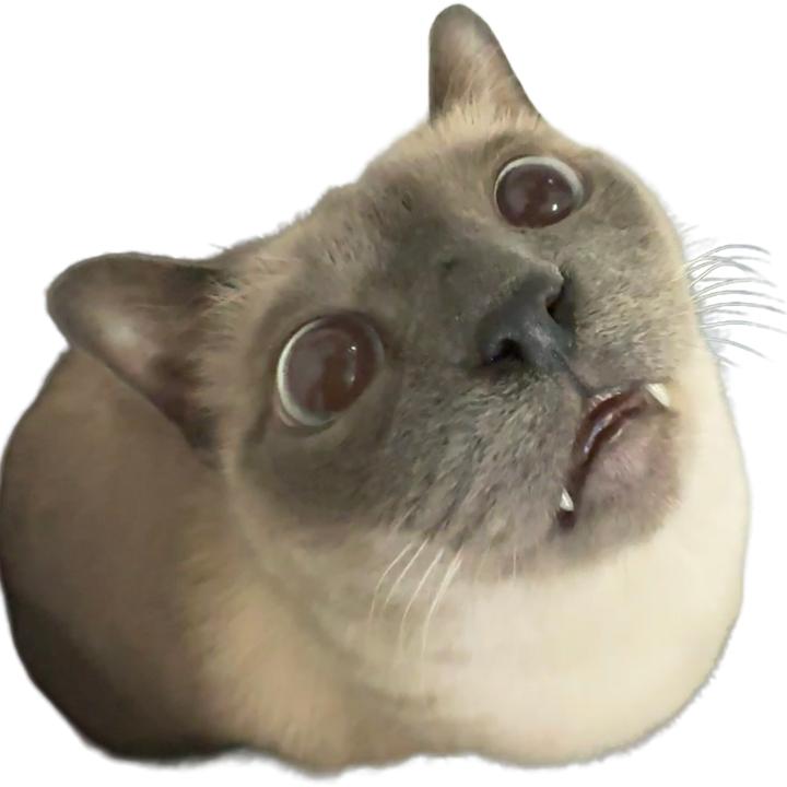 tango是我（互关版🐱）