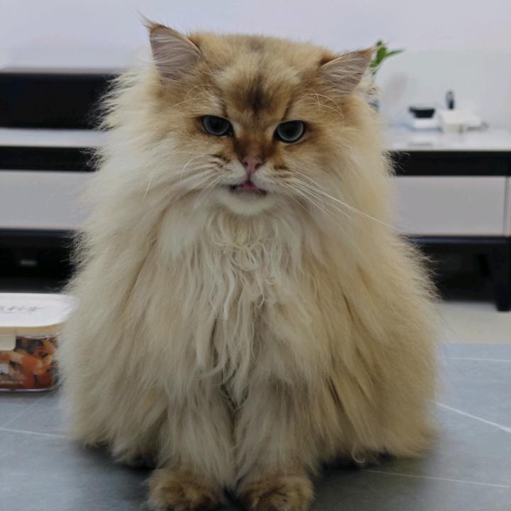 小智