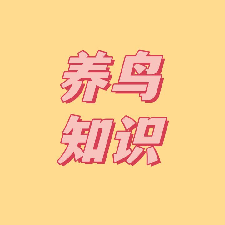 齐鲁鸟客