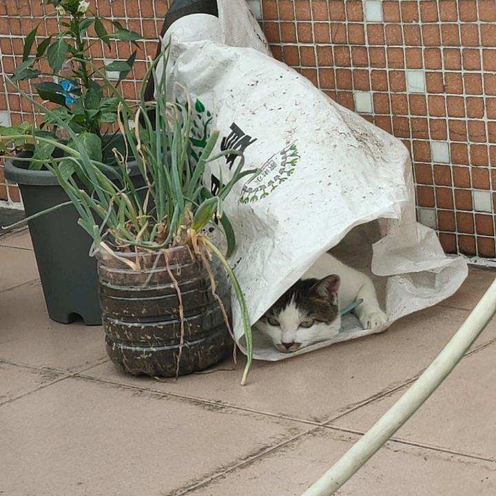 发动机的养鱼日常