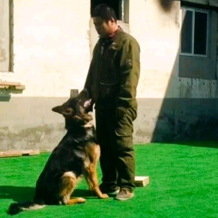烟台爱犬俱乐部(训犬师佛爷）