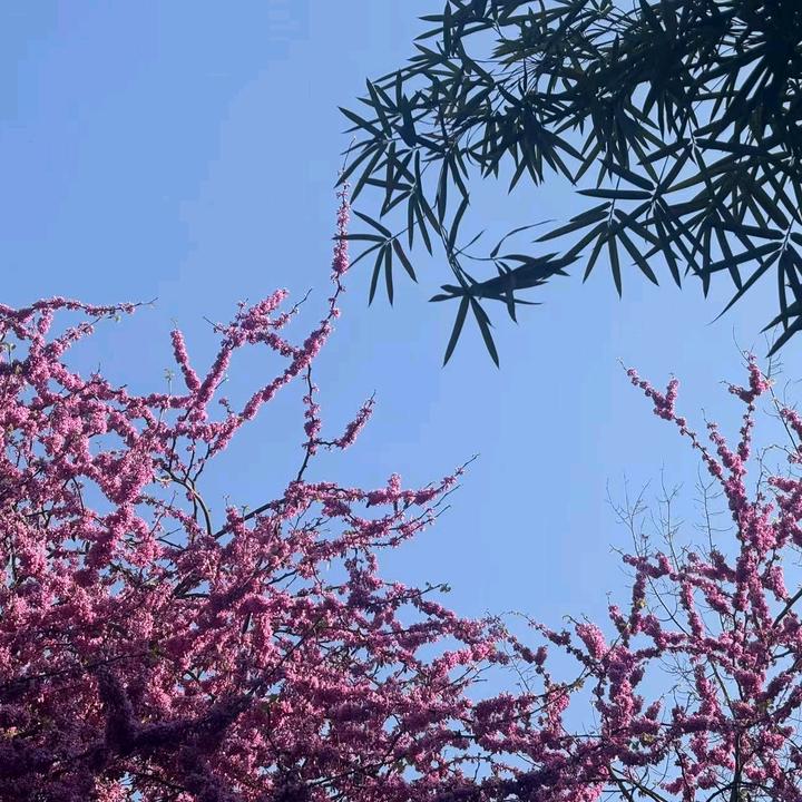 鬼火CUO