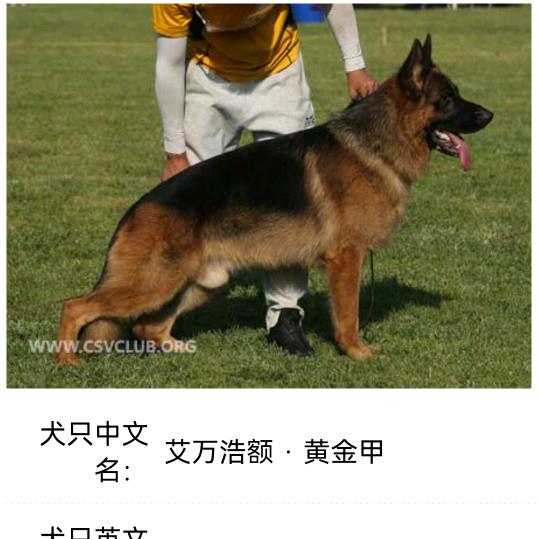 【永 不 背 叛】犬爷