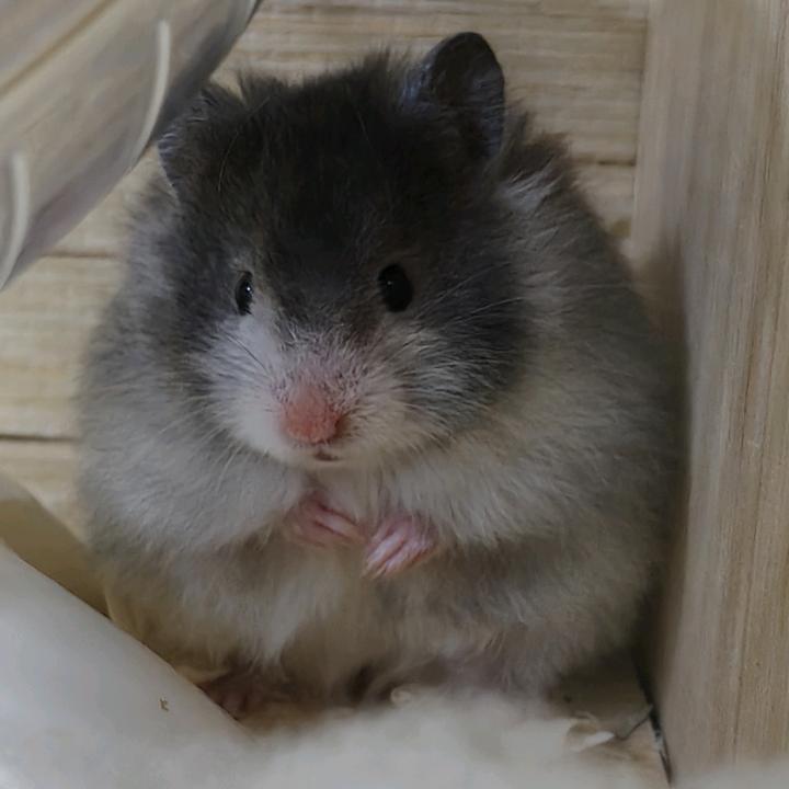 Zyn