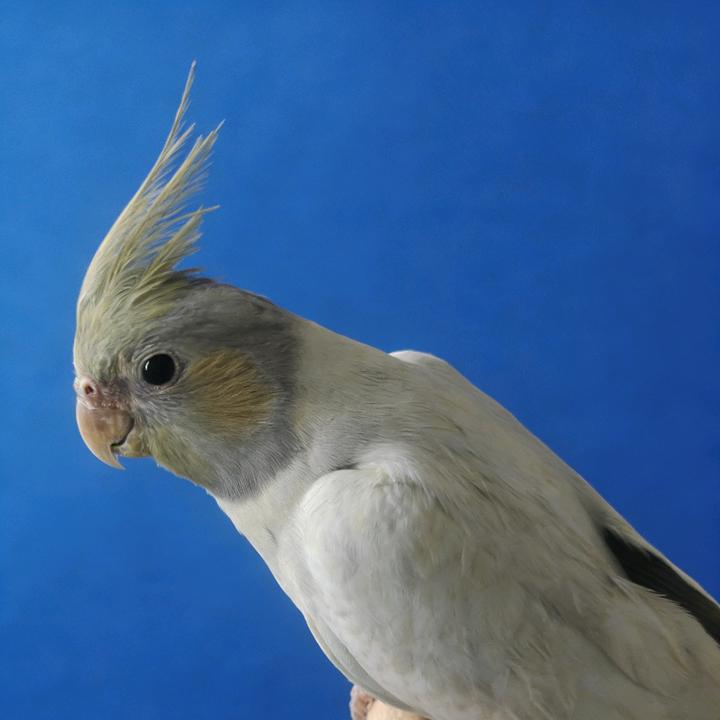 阿诺鹦鹉