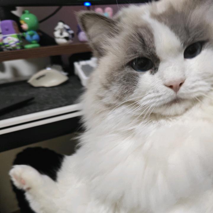 摸鱼的大头