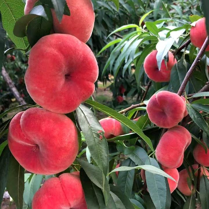 果园托管管理