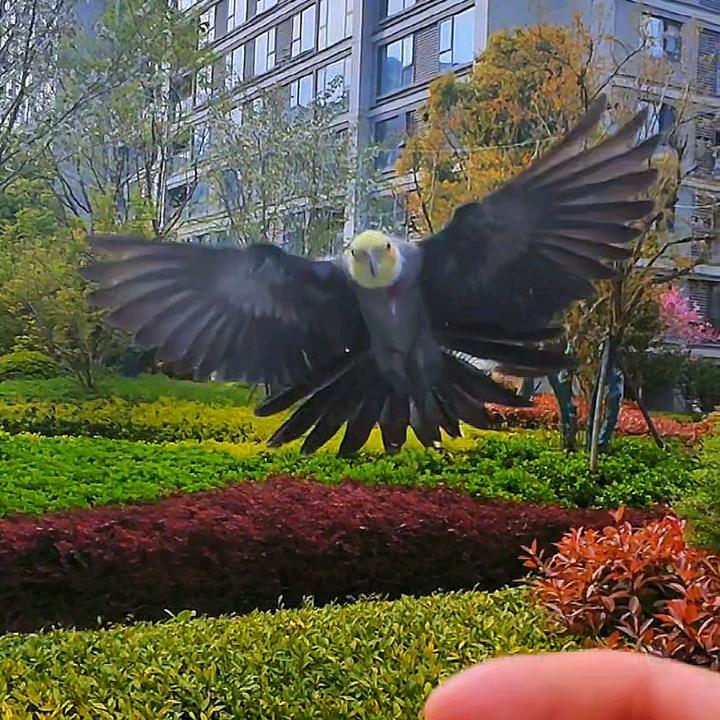 鹦鹉🦜小脑斧