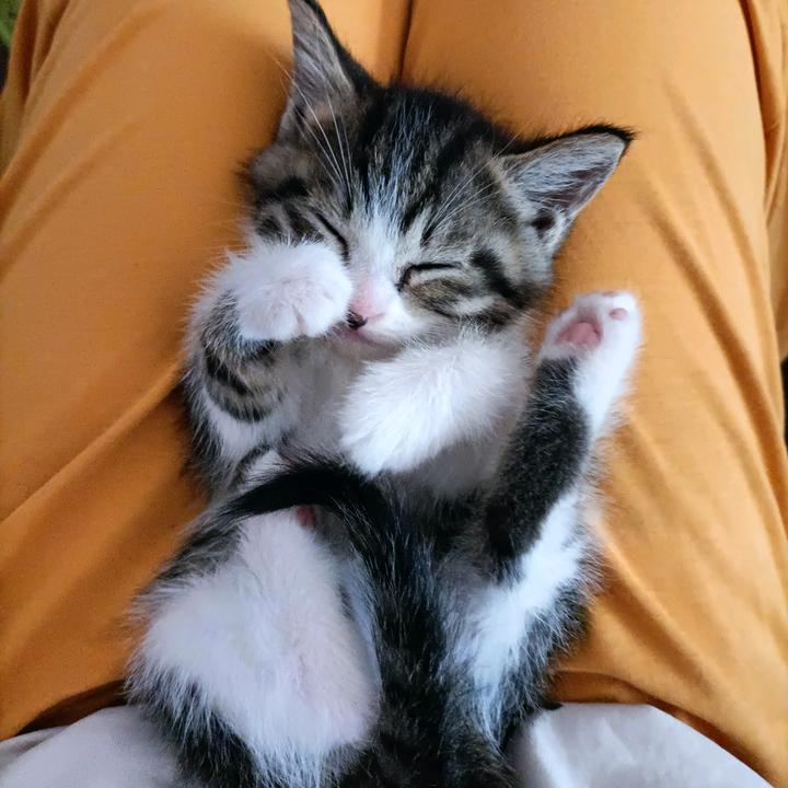 琴琴₍ᐢ‥ᐢ₎ ♡