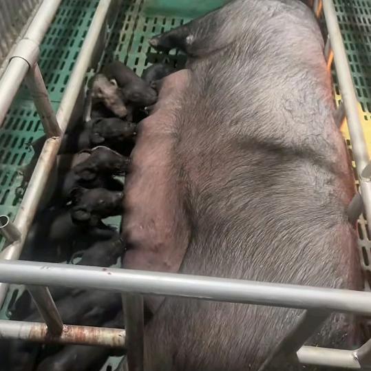 养黑猪小伙