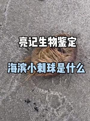 合集分享