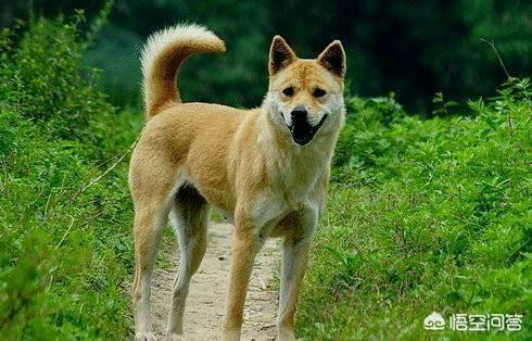 纯种中华田园,纯种中华田园犬