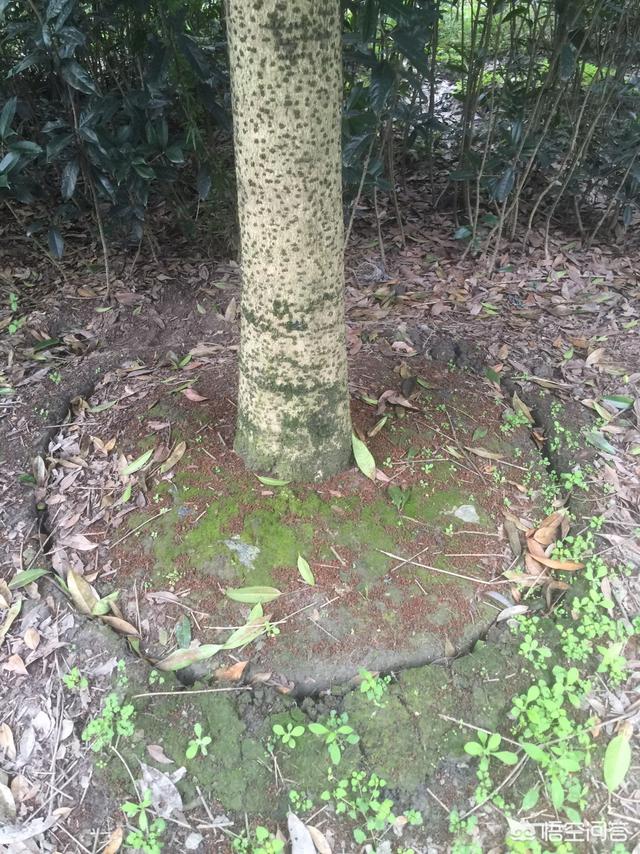 冬季花卉需要施肥肥吗 种植多久