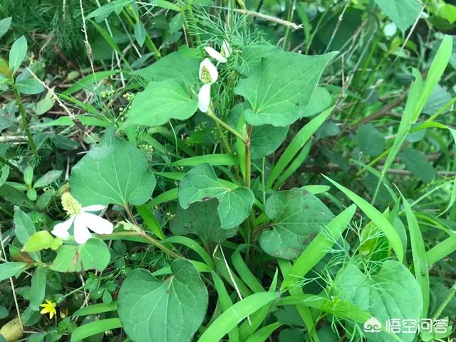 苋菜图片?苋菜图片大全大图!