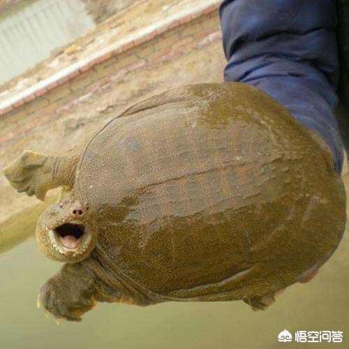 甲鱼和什么食物最搭配(图5)
