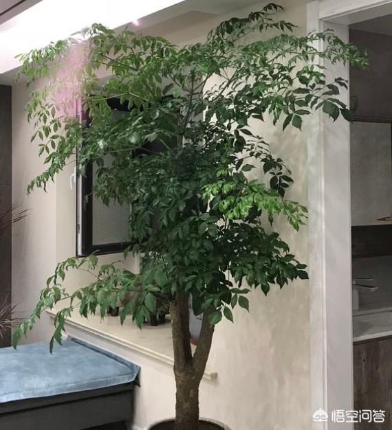 树木价格 养护标准