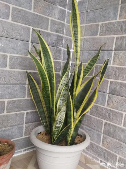 虎皮兰叶子枯萎，请问是怎么回事？可以挽救吗,第26张