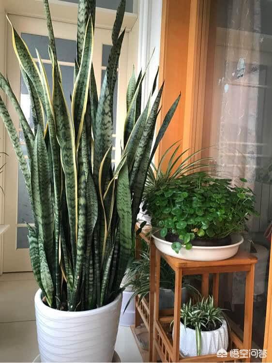 虎皮兰叶子枯萎，请问是怎么回事？可以挽救吗,第9张