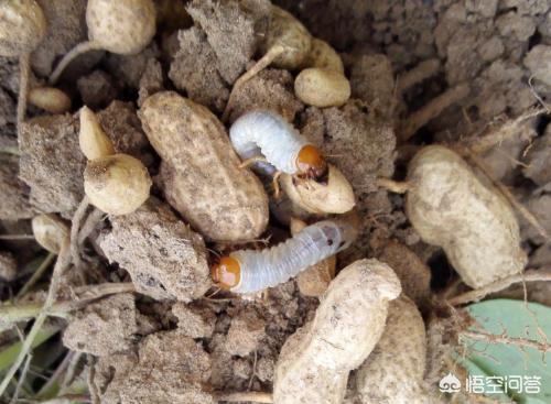 果园种植花生用什么药,果园种植花生用什么药防虫害