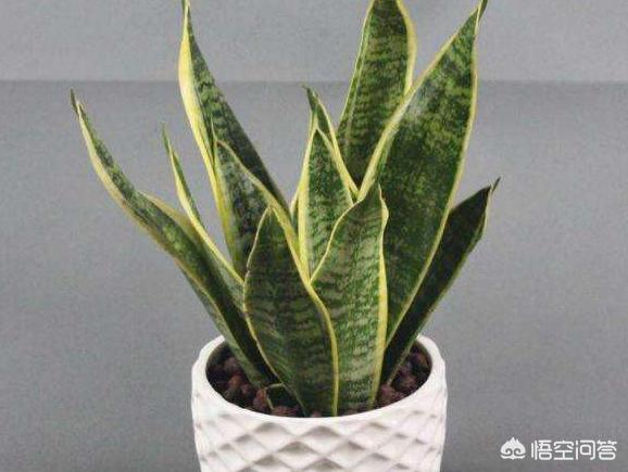 虎皮兰叶子枯萎，请问是怎么回事？可以挽救吗,第24张