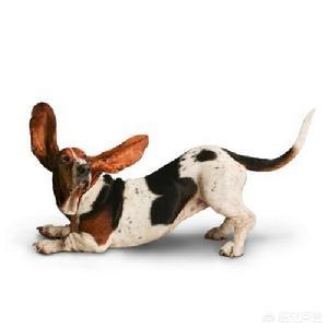 练习瑜伽上犬式和下犬式有什么好处,第1张