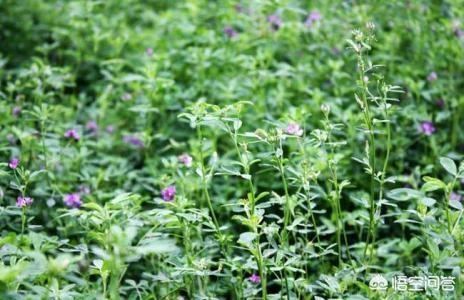 苹果园里种植草坪,苹果园里种植草坪好吗