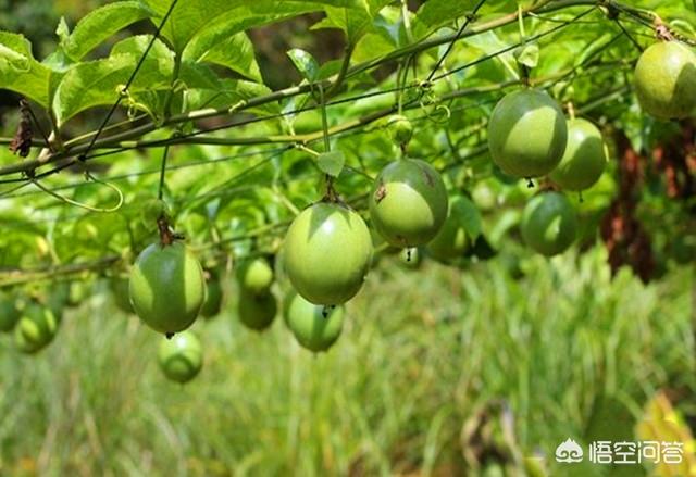 百香果如何在阳台种植,百香果如何在阳台种植视频