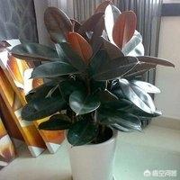 家庭种植信息表，家庭种植信息表怎么填