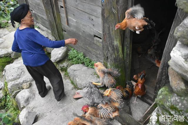 大白菜叶子晒干磨成粉喂鸡可以吗