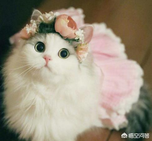 为什么许多女生喜欢用猫做头像？：头像小猫