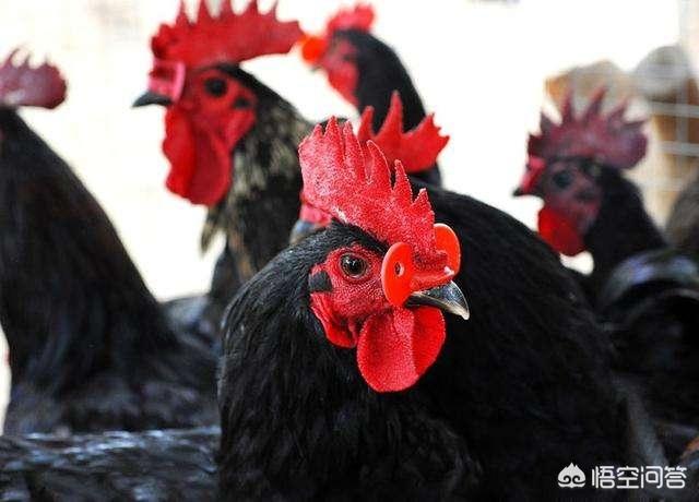 畜禽饲料污染与控制-畜禽饲料污染与控制论文