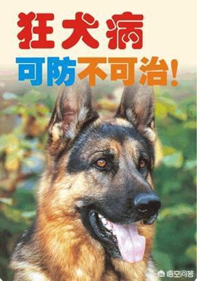 狗有狂犬病的概率是多少