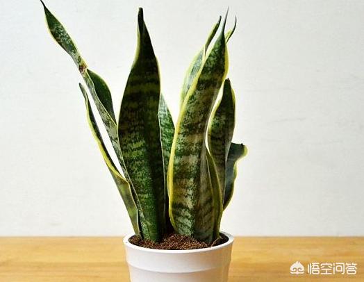 虎皮兰叶子枯萎，请问是怎么回事？可以挽救吗,第25张