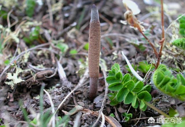 人工养殖的虫草怎么吃(图4)