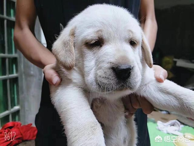 狗狗在换牙期间到底该不该给它喂骨头,第2张