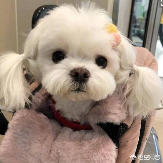 有什么比较安静的小型犬，我家住2楼，不太喜欢叫的那种