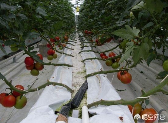 花卉种植需要什么条件-花卉种植需要什么条件呢