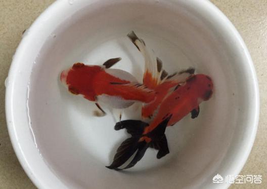 草鱼吃什么(草鱼吃什么长的快)