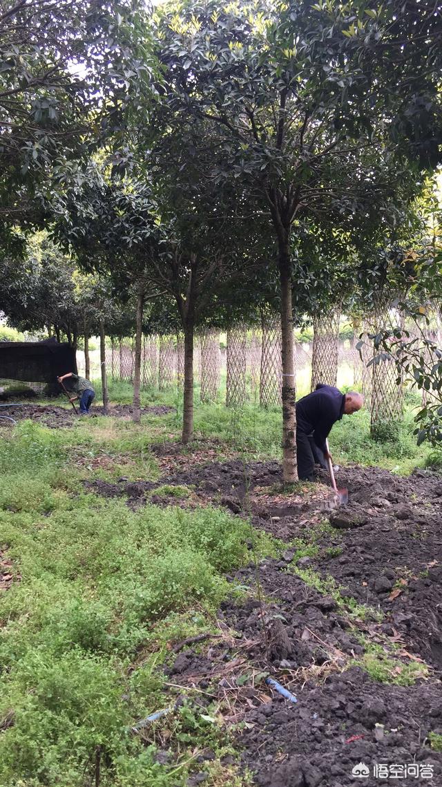 冬季花卉需要施肥肥吗 种植多久