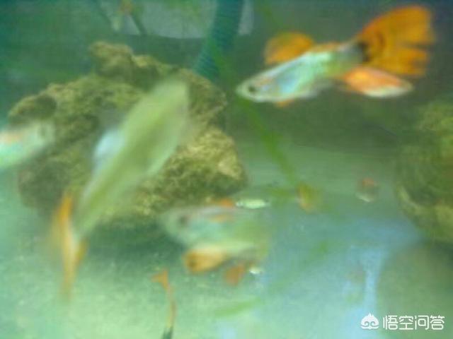什么鱼最好养活（什么鱼最好养活,不用换水）