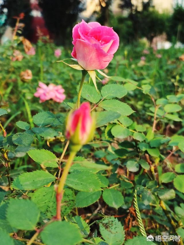 女性花卉图片?女性花朵头像!