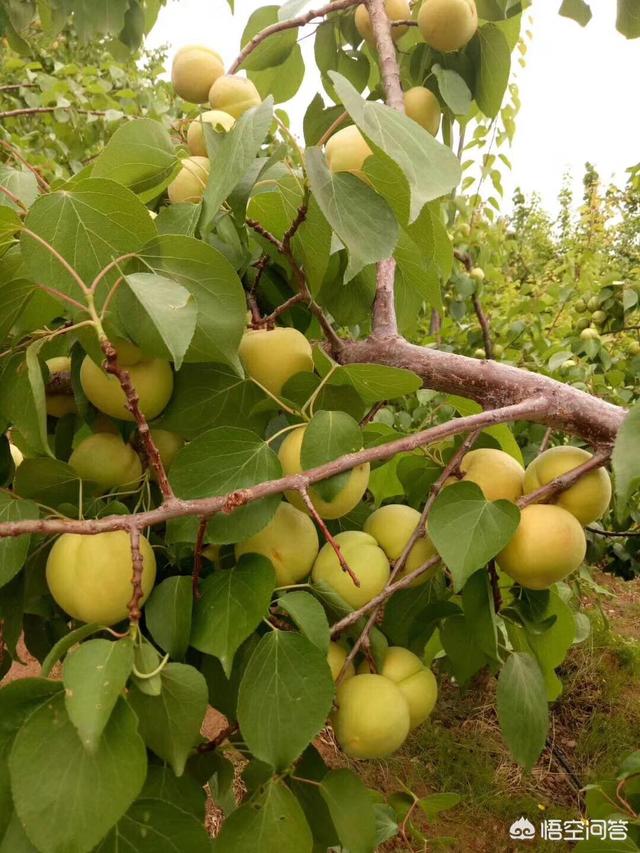 伊犁果园种植情况介绍图片,伊犁果园种植情况介绍图片大全