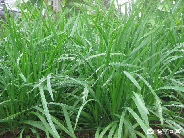 阳台韭菜种植技术,阳台韭菜种植技术视频