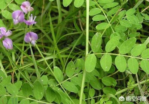 果园适合种植什么草种子,果园适合种植什么草种子呢