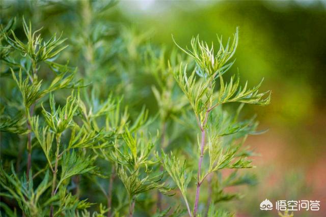 花园种植节目策划书,花园种植节目策划书怎么写